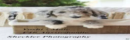 Aussiedoodle dogs for sale: Aussiedoodle 3 - Ad 4