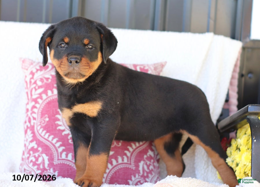 Rottweiler dogs Jubilee - Ad 1