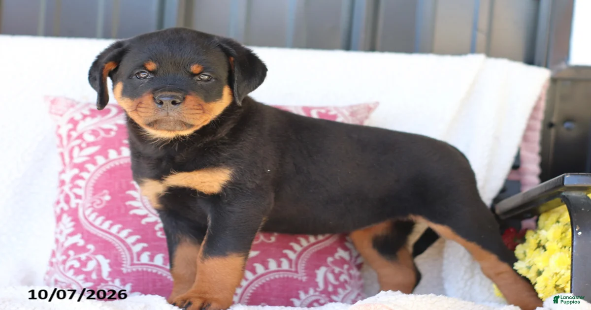 Rottweiler Puppies for sale in Ohio | Lancaster Puppies
