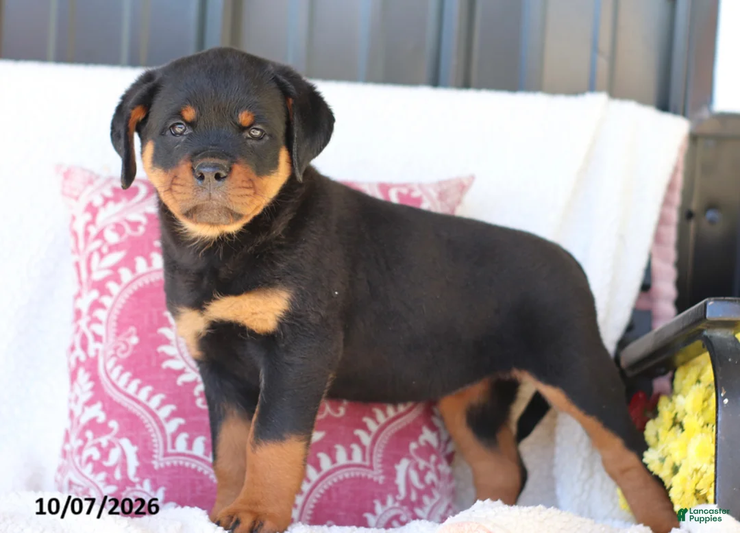 Rottweiler dogs for sale: Jubilee - Ad 1