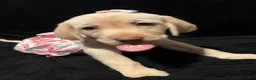 Labrador Retriever dogs for sale: Barbie (pink)  - Ad 5