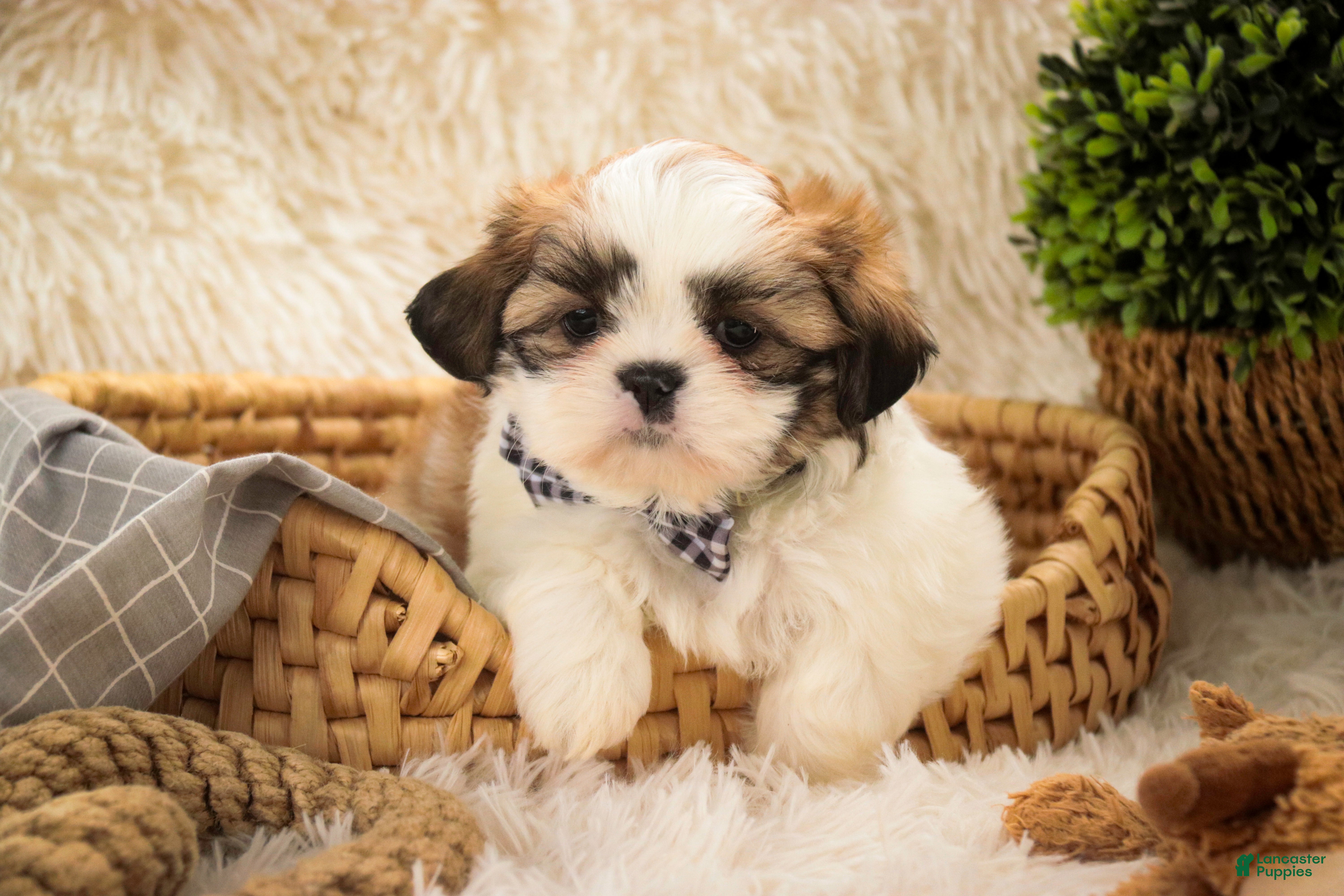 Shih Tzu dogs Bud - Ad 9