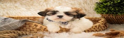 Shih Tzu dogs for sale: Bud - Ad 1