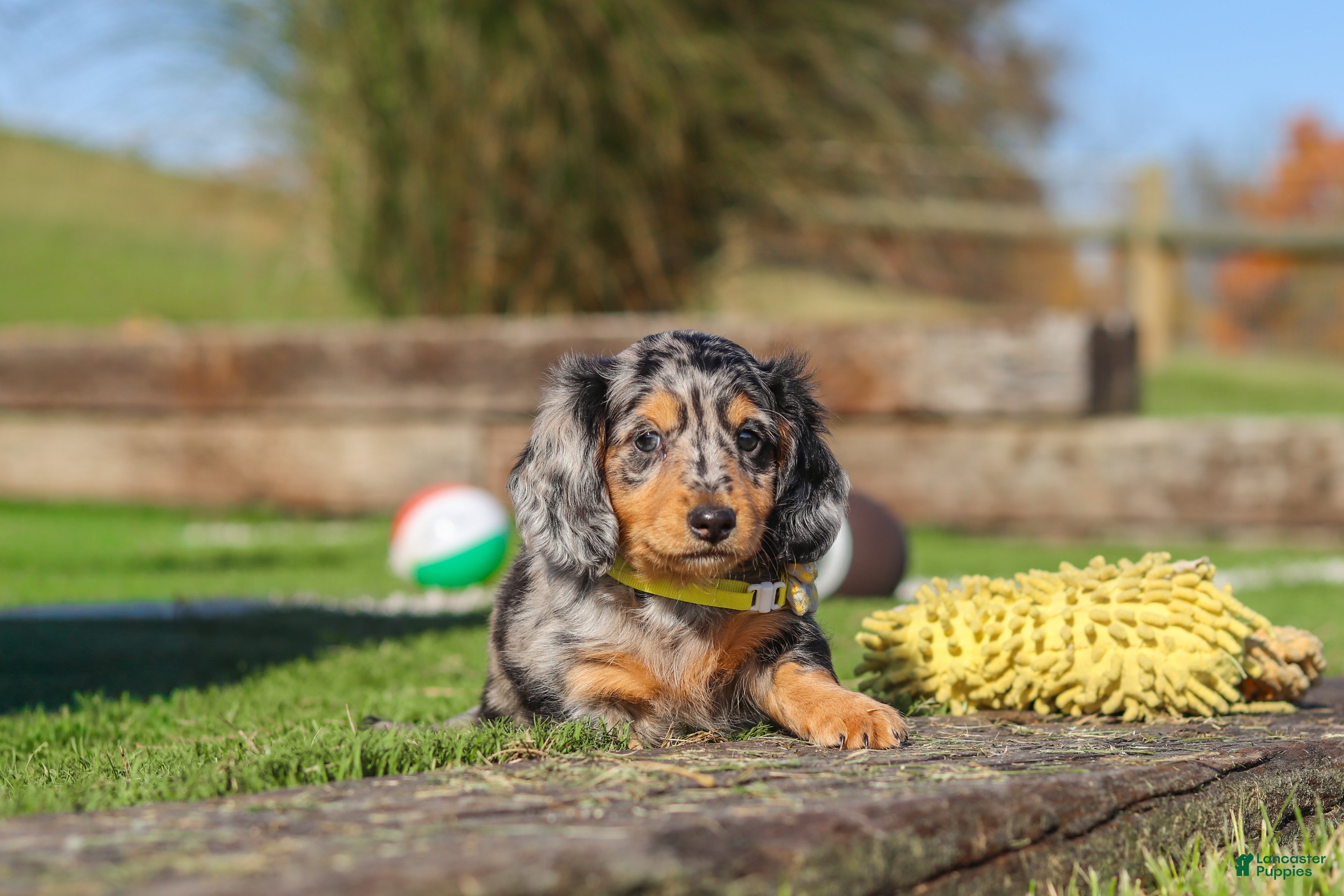Miniature Dachshund dogs for sale: Jake - Ad 2