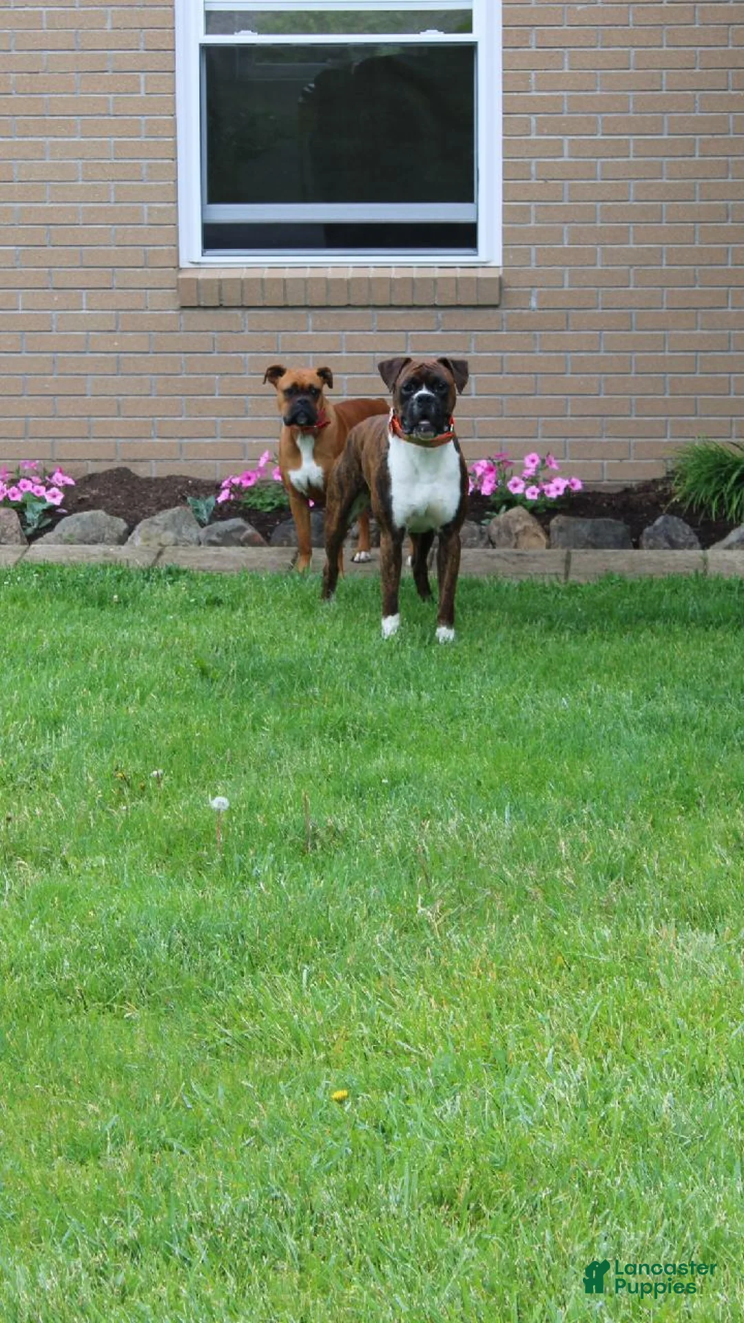 Boxer dogs for sale: Cooper - Ad 10