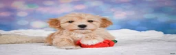 Maltipoo dogs for sale: Ginger - Ad 11