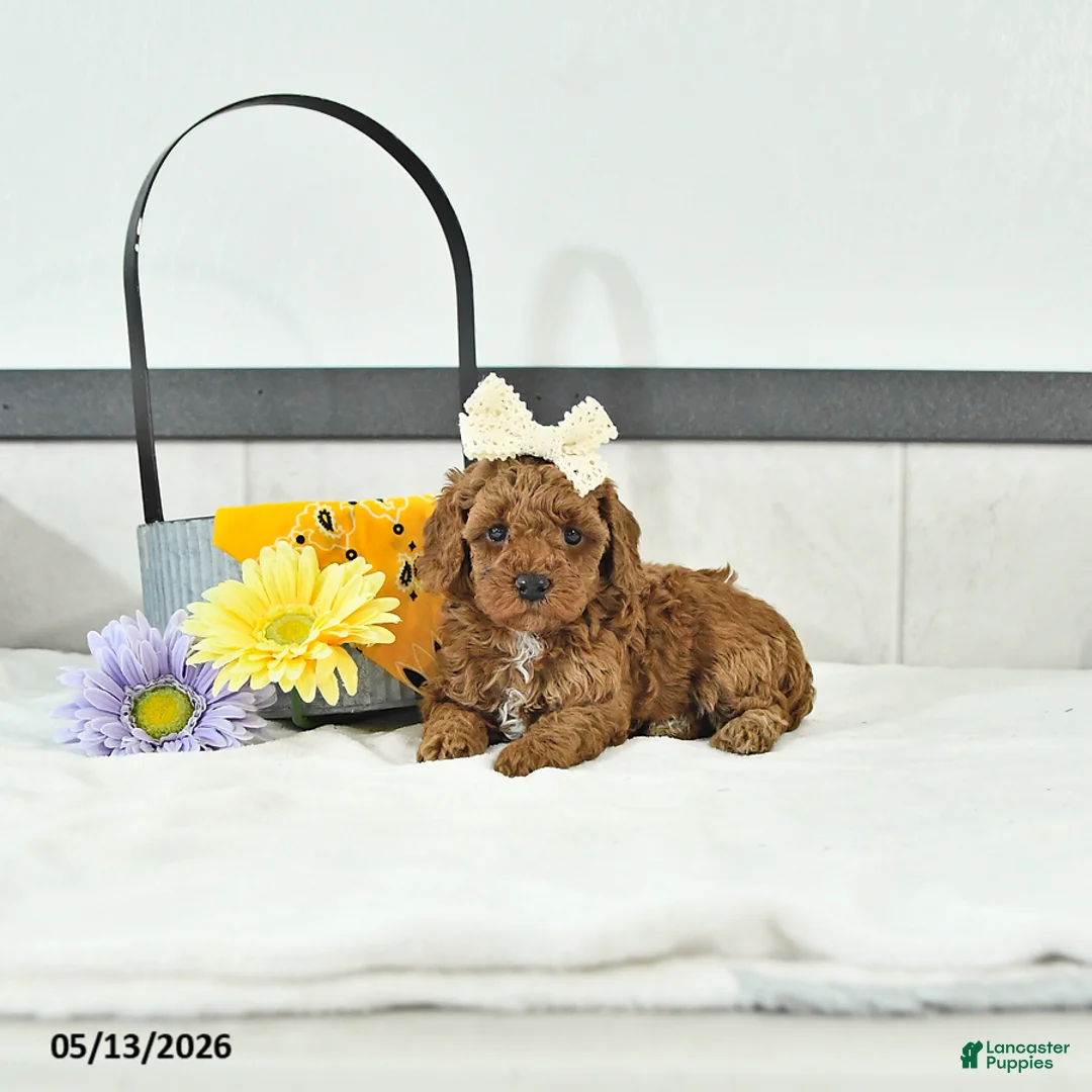 Toy Poodle dogs for sale: Lucia - Ad 1