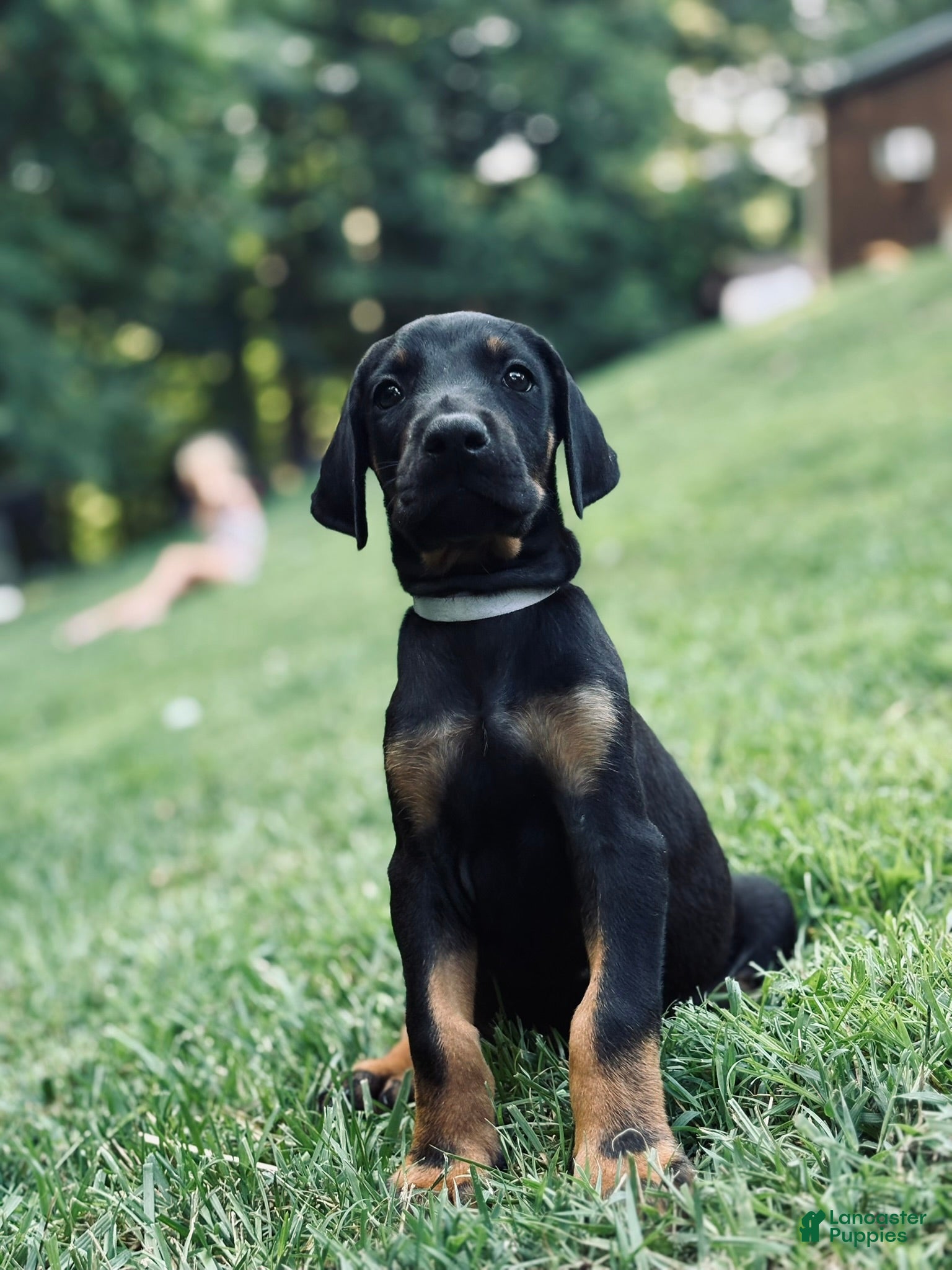 Doberman Pinscher dogs Ghost - Ad 2