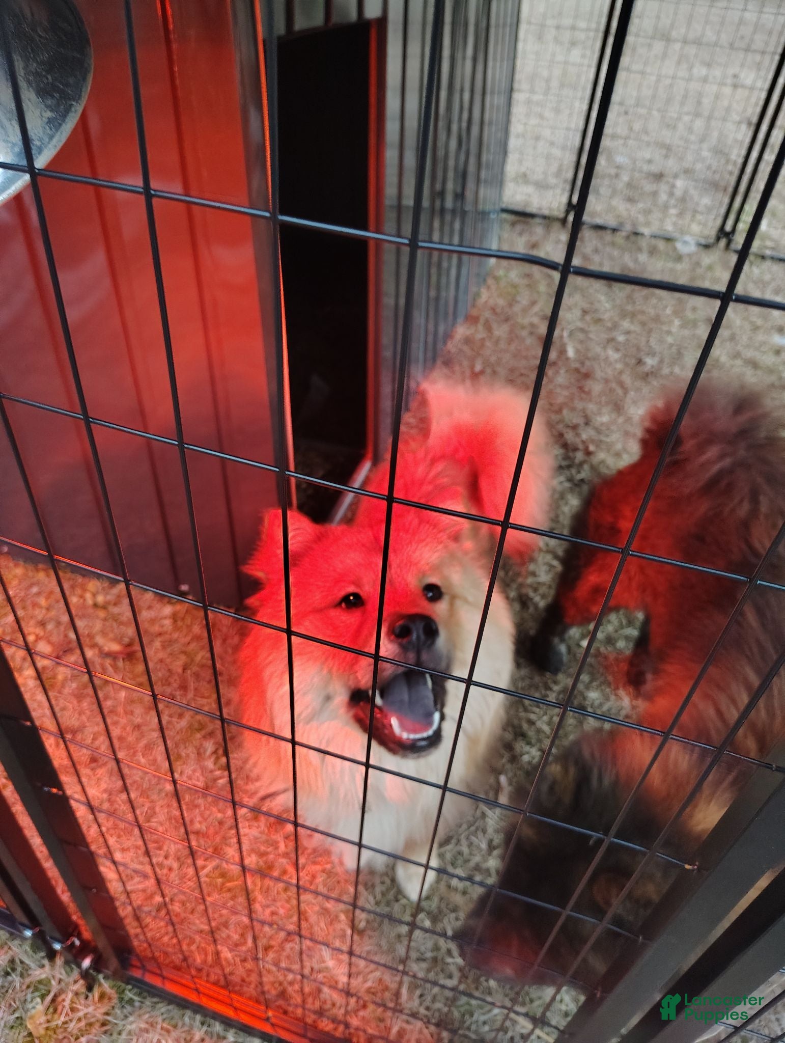 Chow Chow dogs Merida - Ad 1