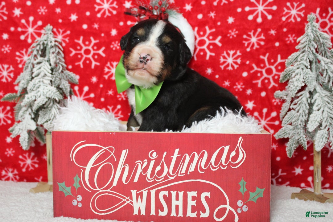 Bernese Mountain Dog dogs for sale: Pumbaa  - Ad 5