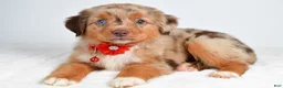 Miniature Australian Shepherd dogs for sale: Autumn - Ad 3