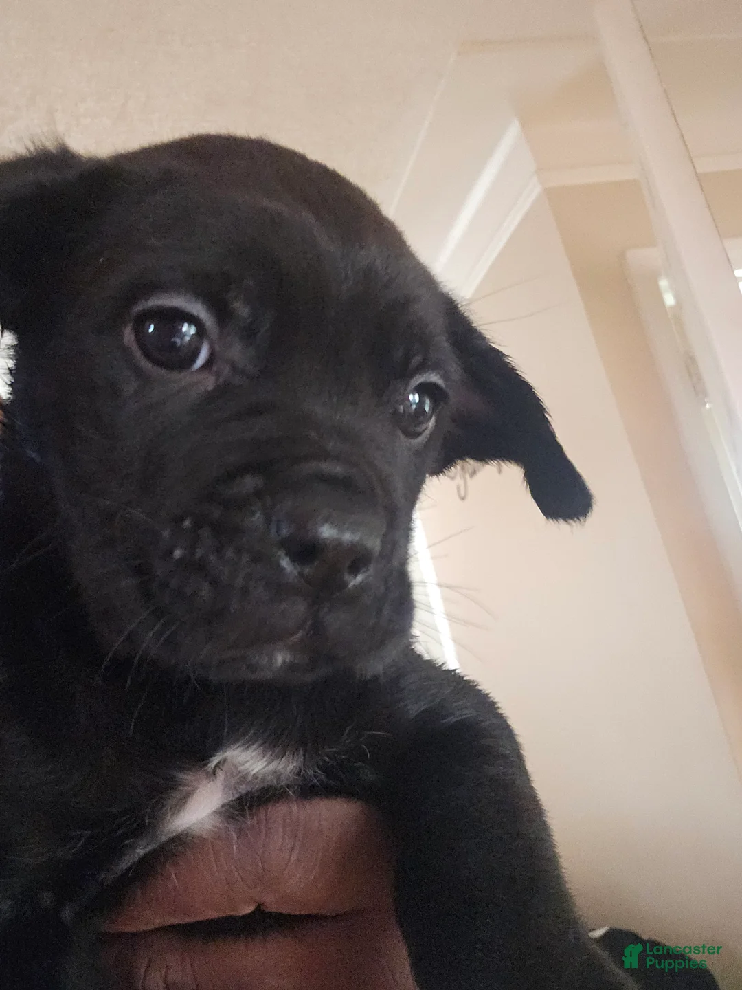 Cane Corso dogs for sale: Cane Corso Puppy 2 - Ad 2