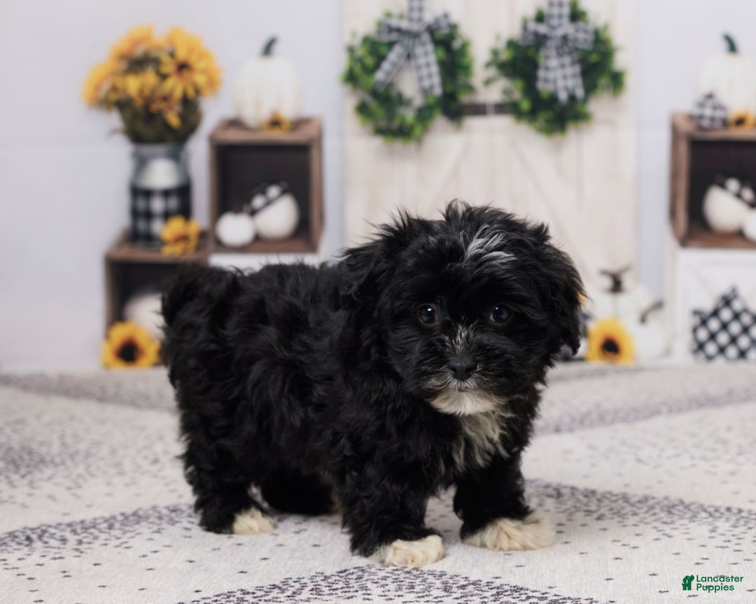 Havapoo dogs for sale: Buster - Ad 4