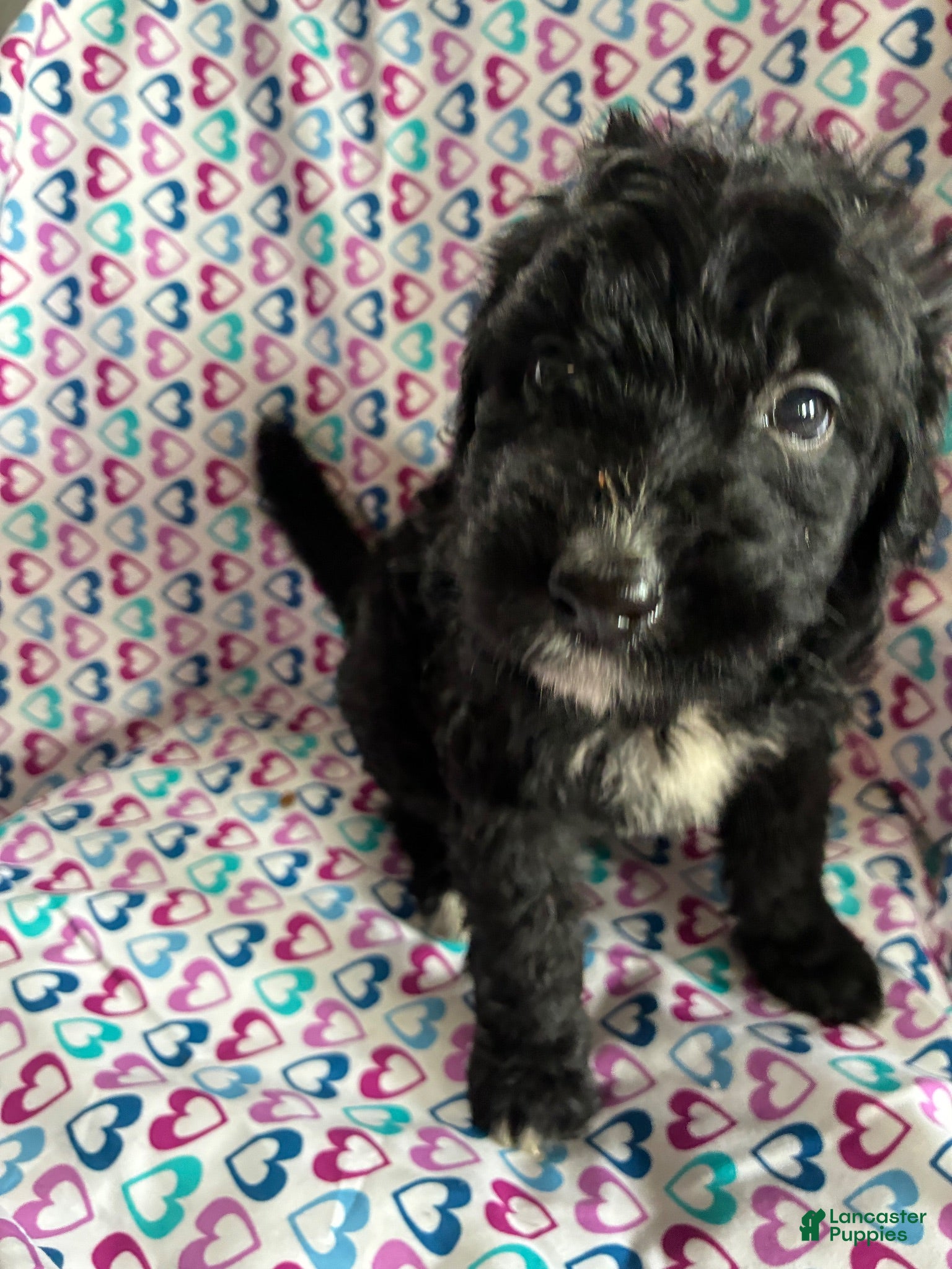 Aussiedoodle dogs Aussiedoodle 1 - Ad 1
