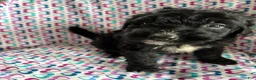 Aussiedoodle dogs for sale: Aussiedoodle 1 - Ad 1