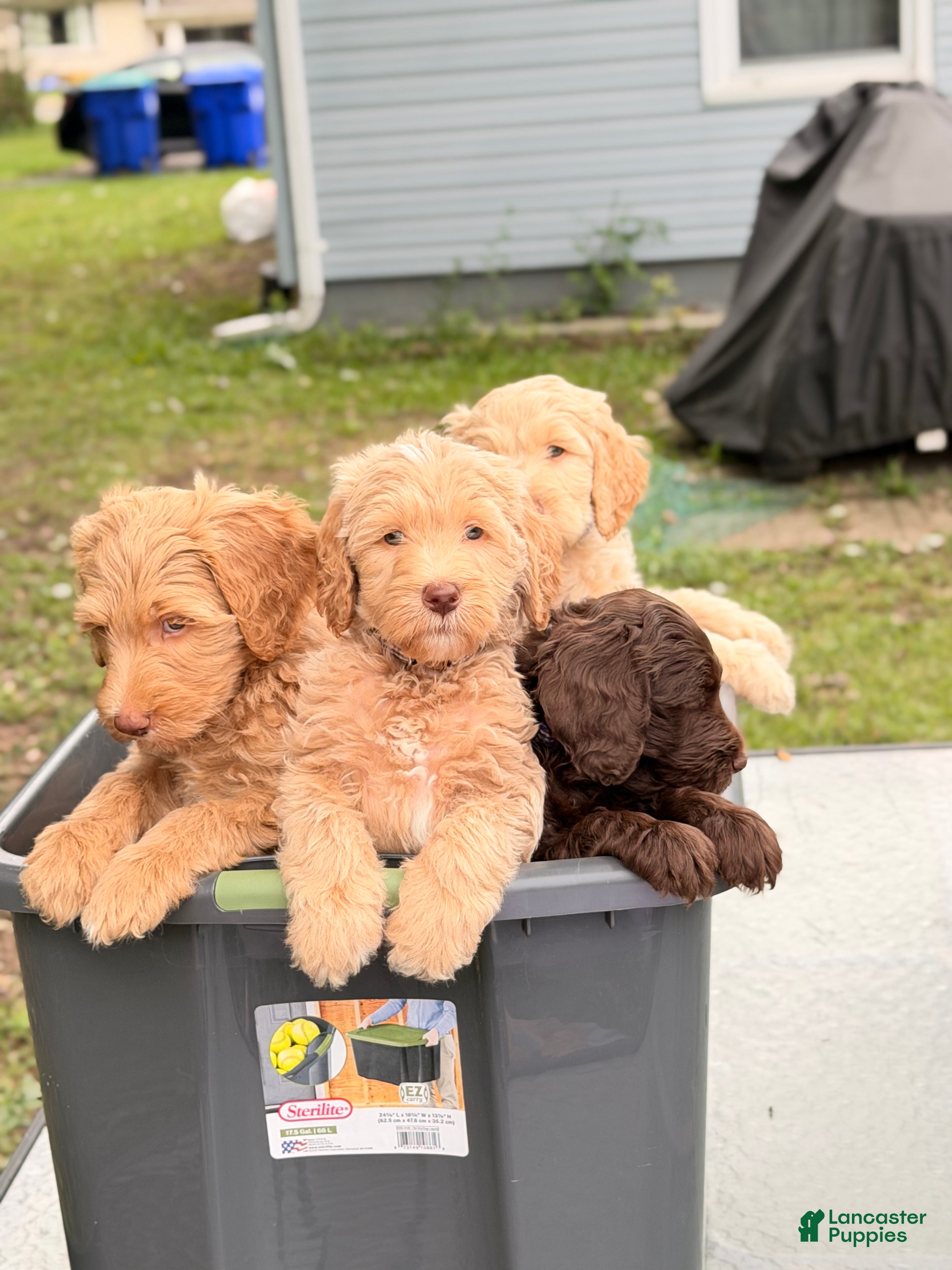 Goldendoodle dogs River - Ad 2