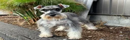 Mixed Breed dogs for sale: Binkles  - Ad 10