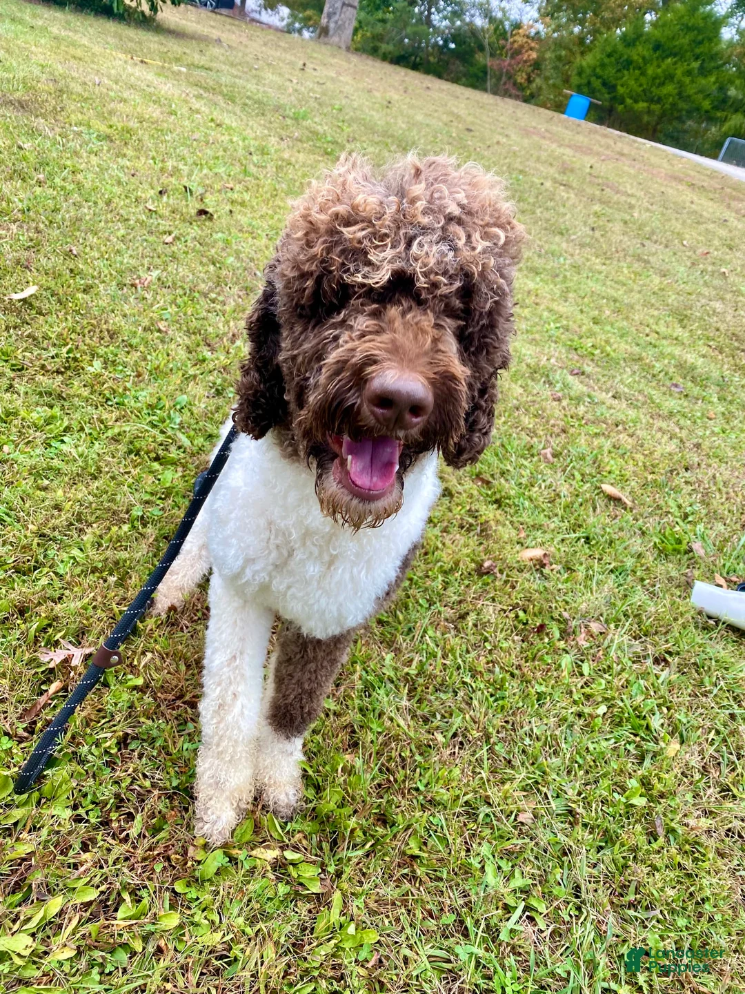 Gallery Image {{count}}