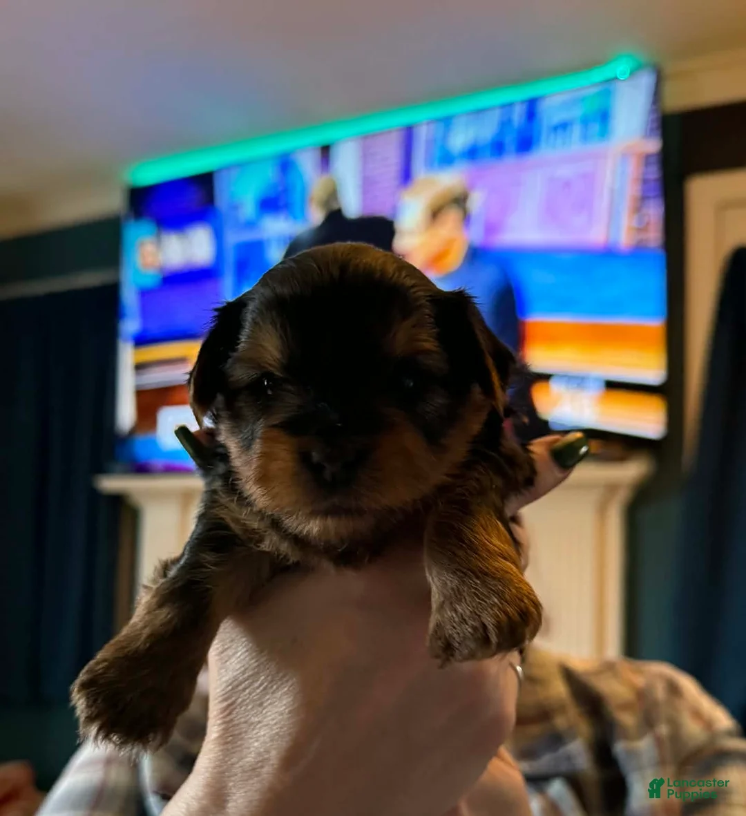 Yorkshire Terrier dogs for sale: Yorkshire Terrier Puppy 2 - Ad 5