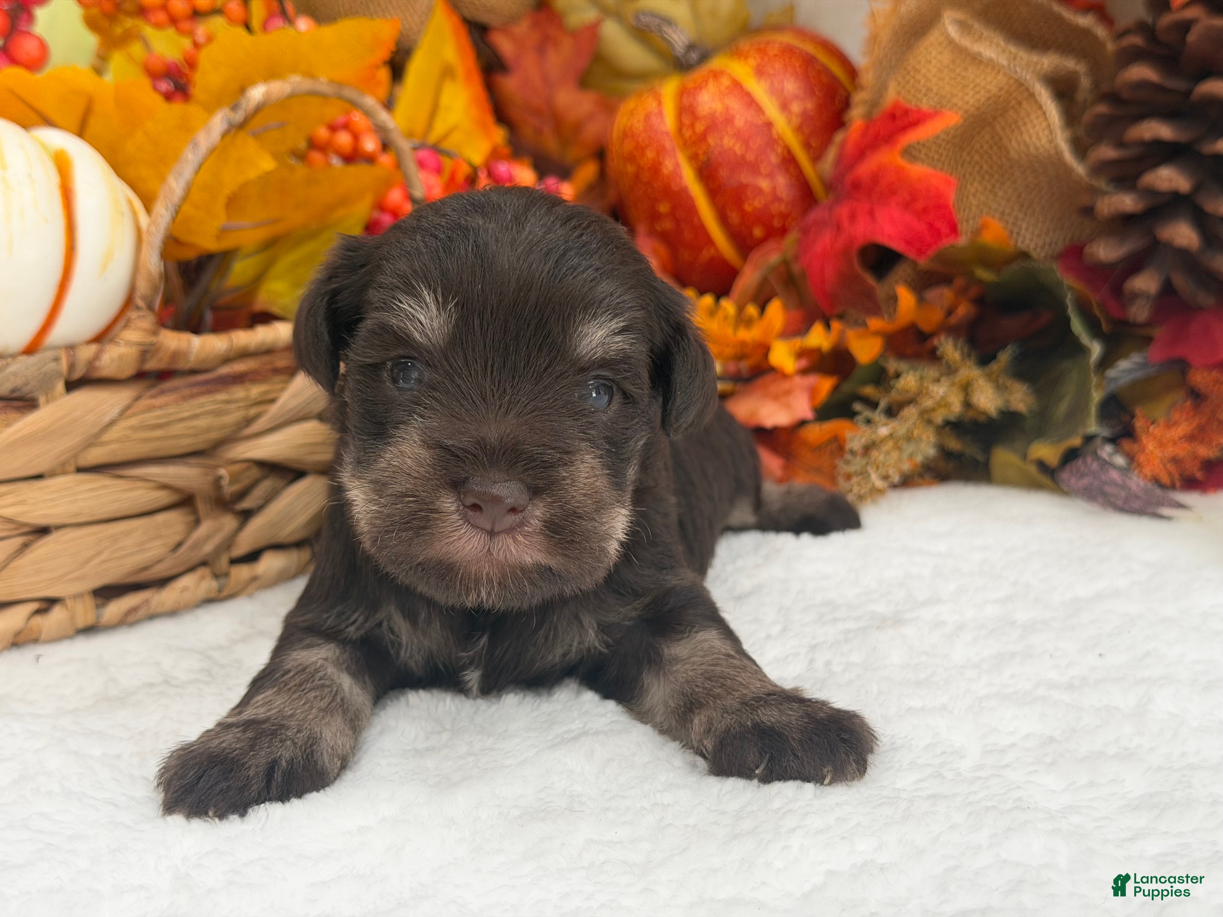 Miniature Schnauzer dogs Lexie Male 1 AKC Liver & Tan Mega Coat - Ad 7