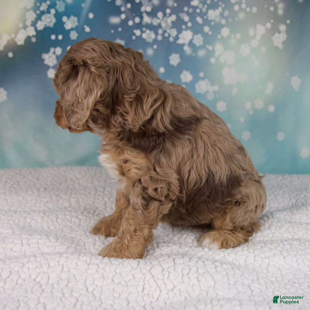 Cockapoo dogs for sale: Cash - Ad 6