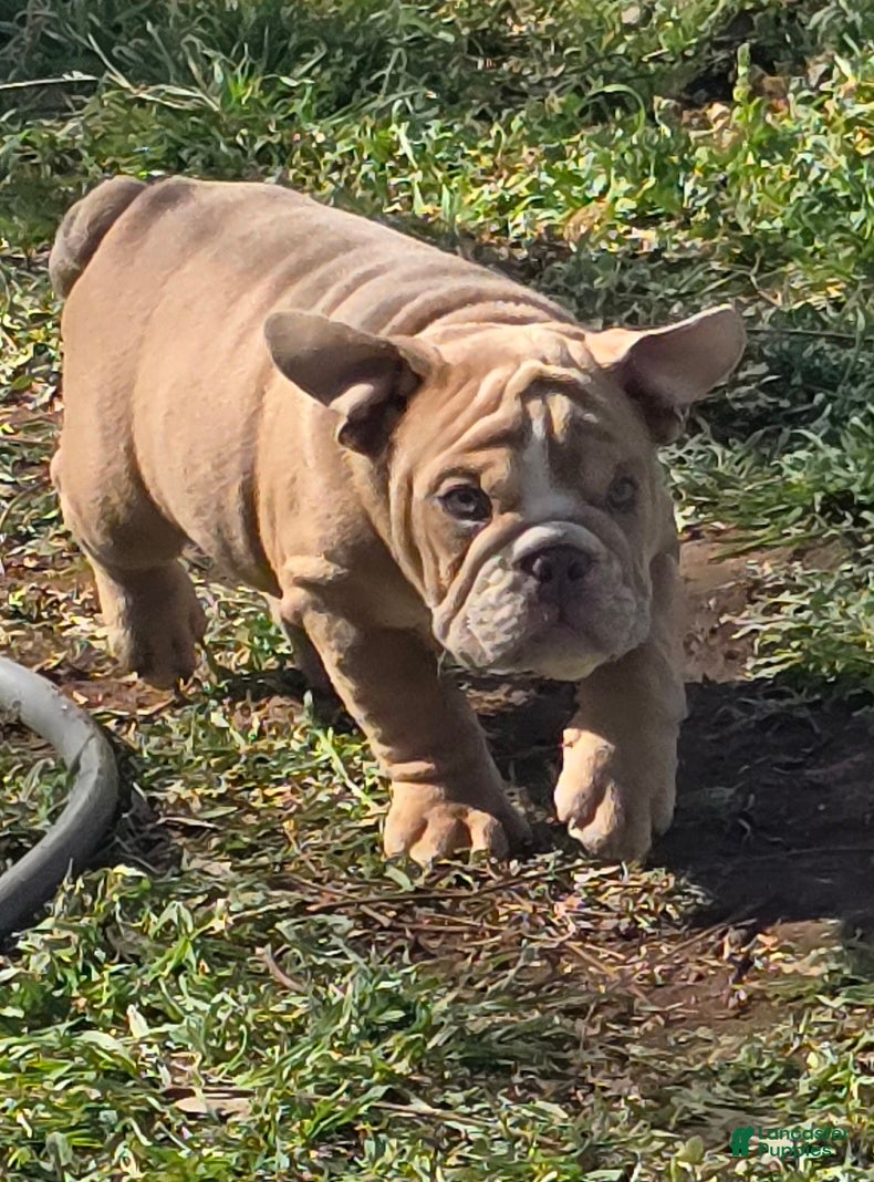 English Bulldog dogs Clouse - Ad 2