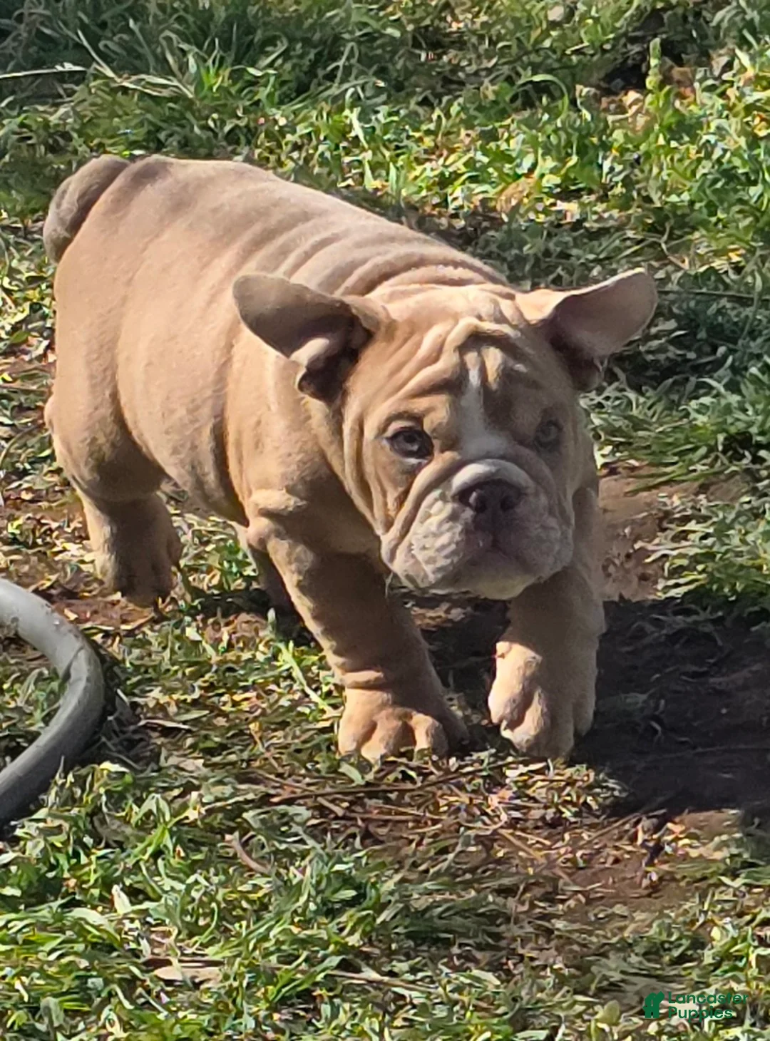 English Bulldog dogs for sale: Clouse - Ad 2