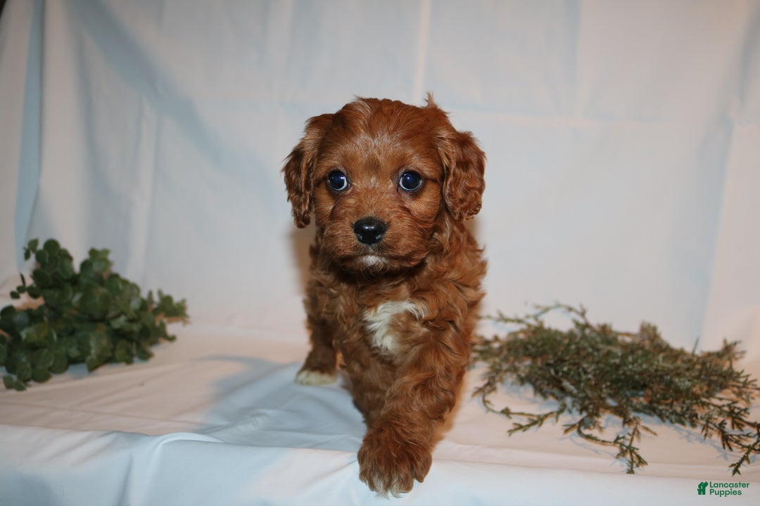 Cavapoo dogs for sale: Sally - Ad 5