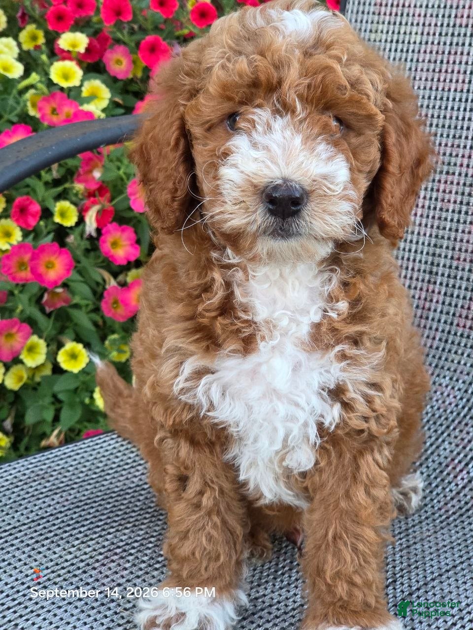 Mini Goldendoodle dogs Roxy - Ad 2