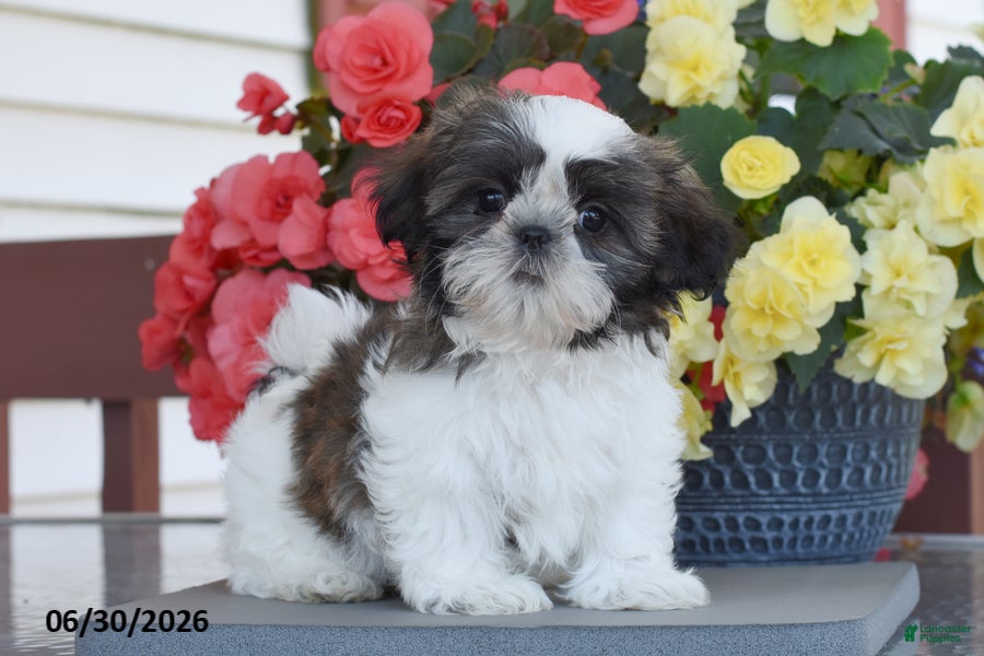 Shih Tzu dogs Minnie - Ad 1
