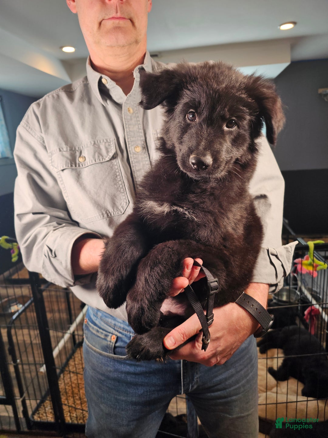 German Shepherd dogs for sale: Keeper - Ad 1