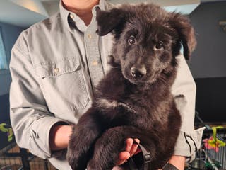 German Shepherd dogs Keeper - Ad 34