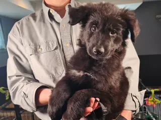 German Shepherd dogs Keeper - Ad 2