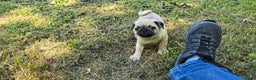 Pug dogs for sale: Don - Ad 4