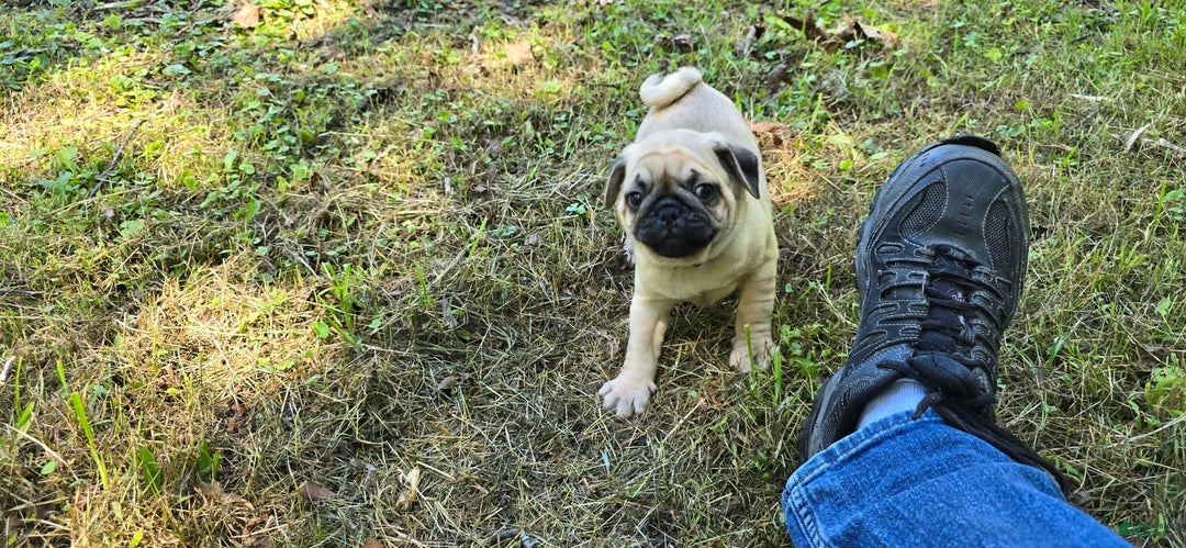 Pug dogs for sale: Don - Ad 4