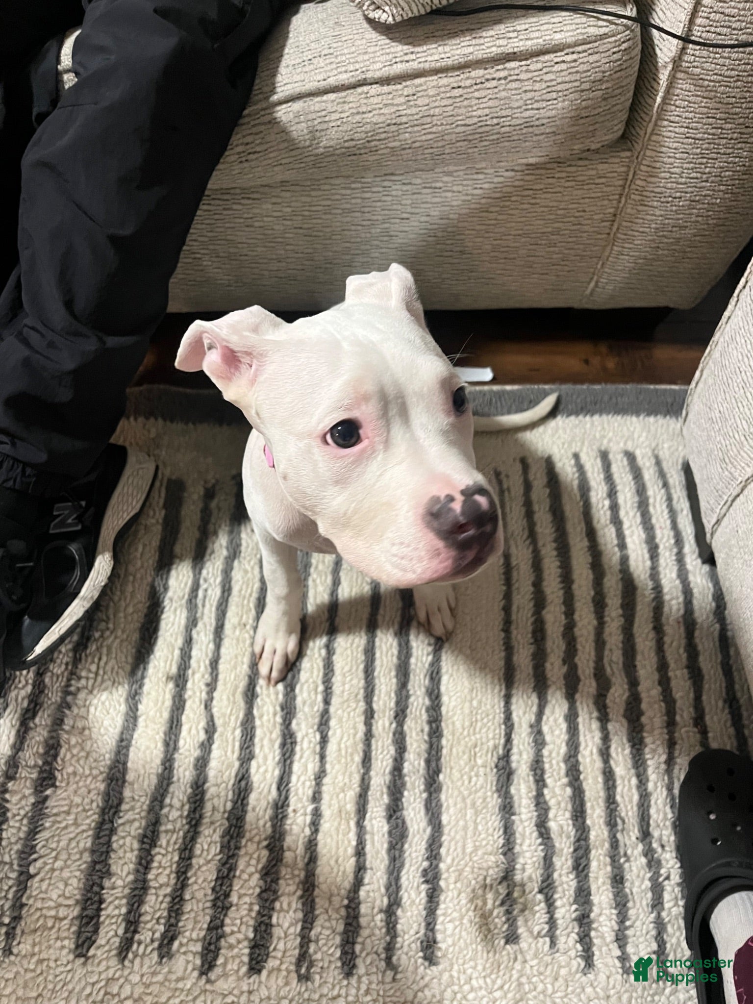 American Pit Bull Terrier dogs American Pit Bull Terrier 1 - Ad 38