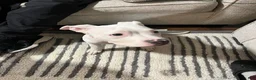American Pit Bull Terrier dogs for sale: American Pit Bull Terrier 1 - Ad 1