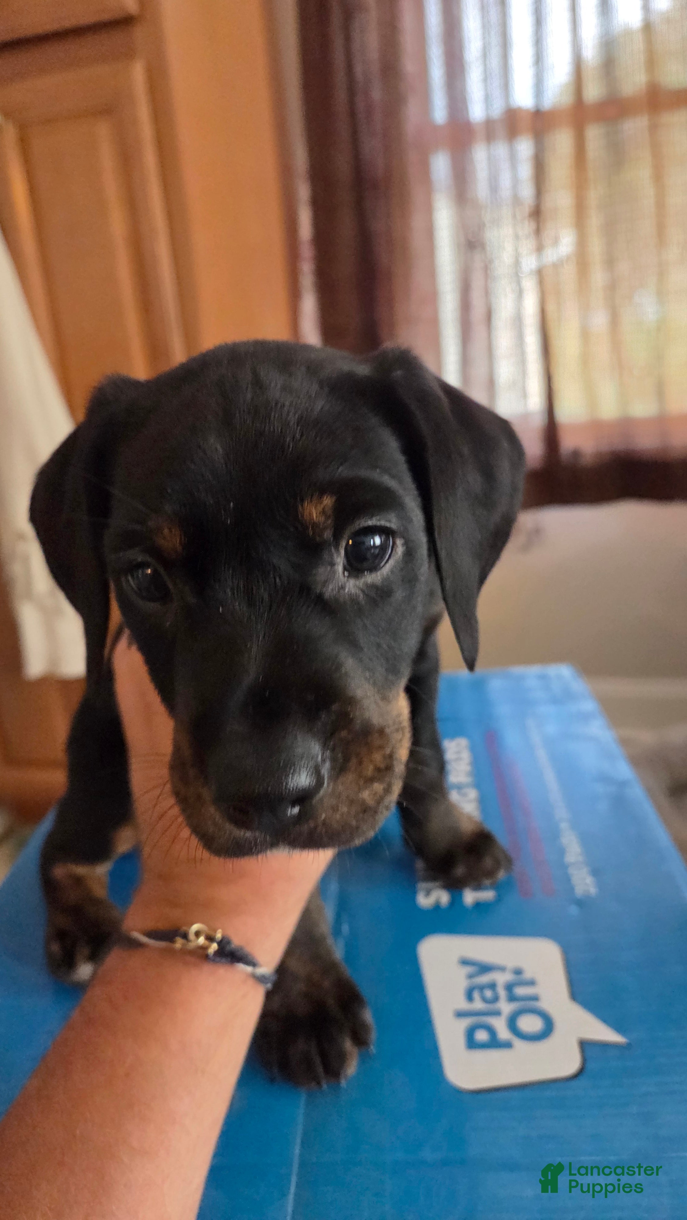 Mixed Breed dogs Ms. Pinky - Ad 2