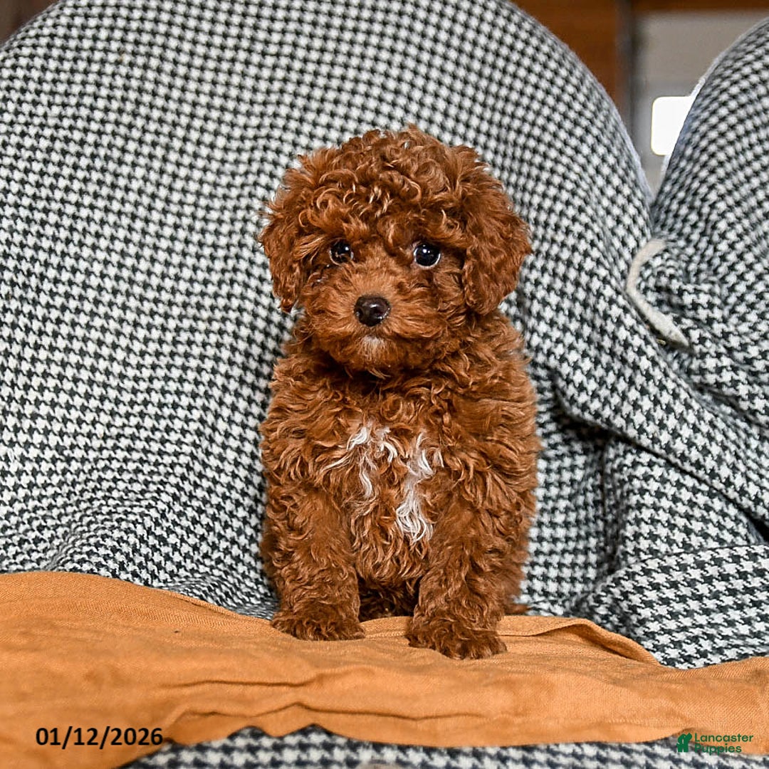Cavapoo dogs for sale: Chief - Ad 1