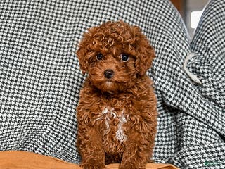 Cavapoo dogs Chief - Ad 38