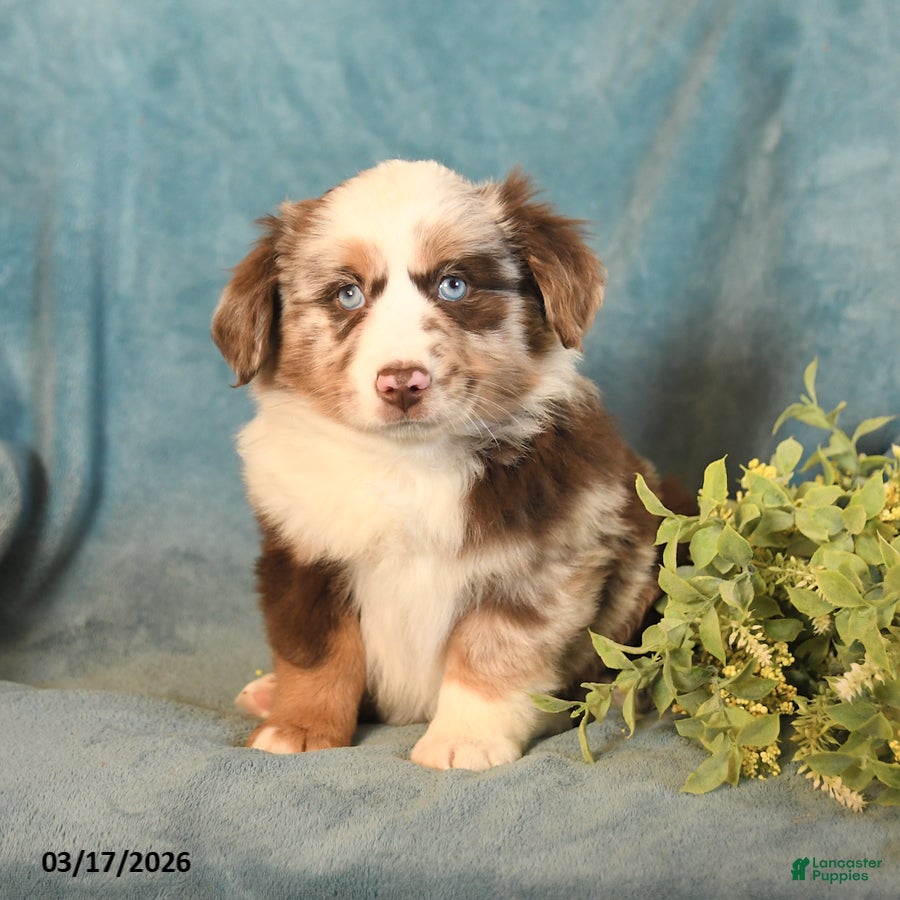 Miniature Australian Shepherd dogs Muffin - Ad 2