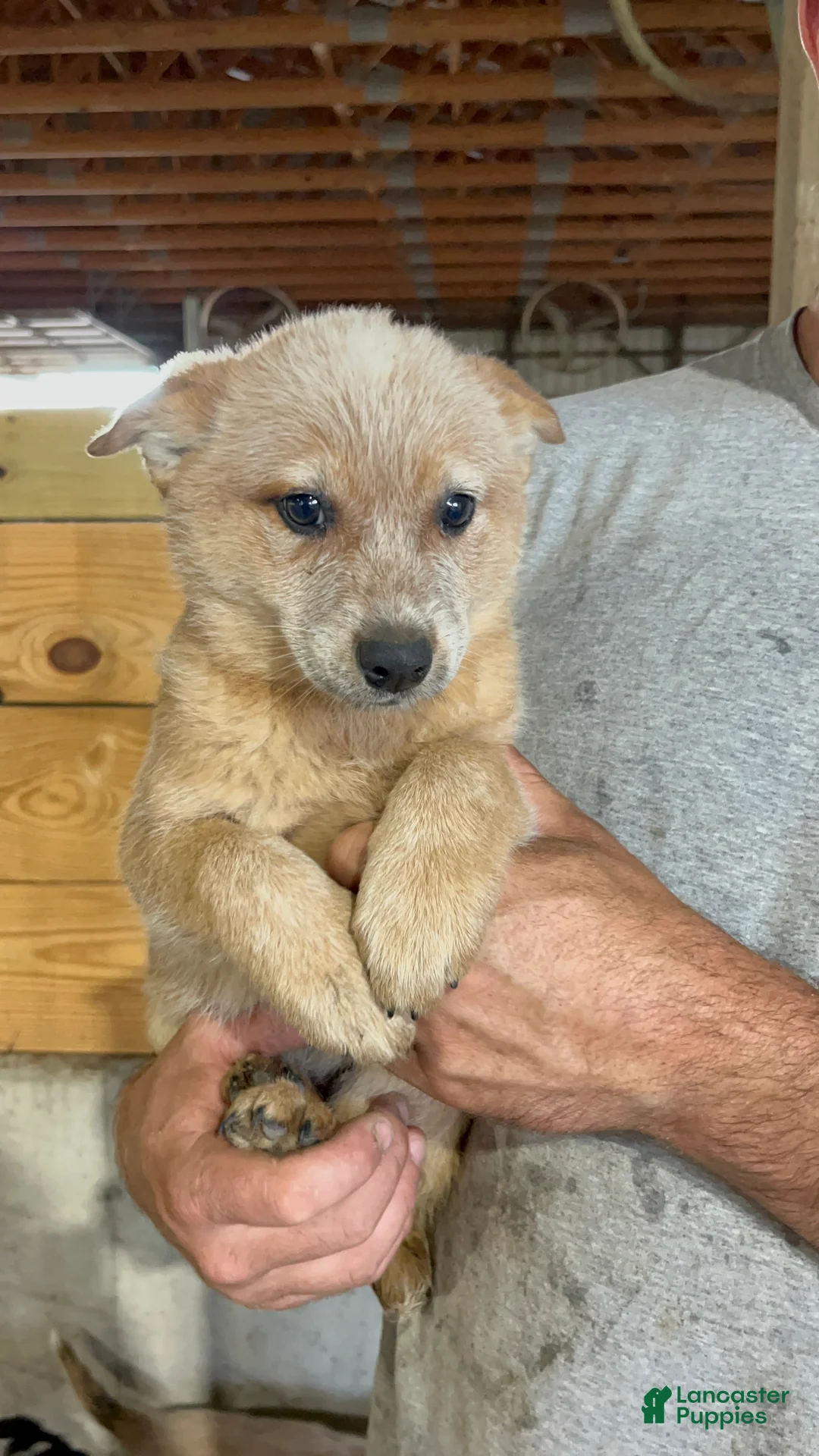 Australian Cattle Dog dogs for sale: Gemma - Ad 1