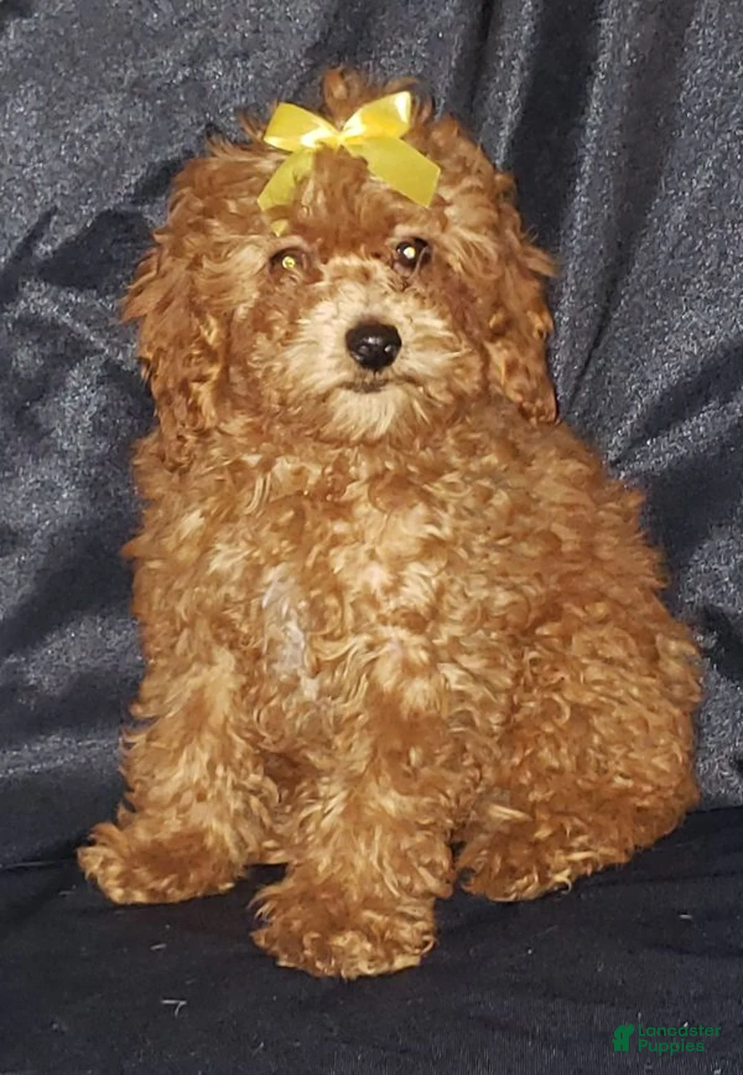 Toy Poodle dogs for sale: Toy Poodle Puppy 2 - Ad 2