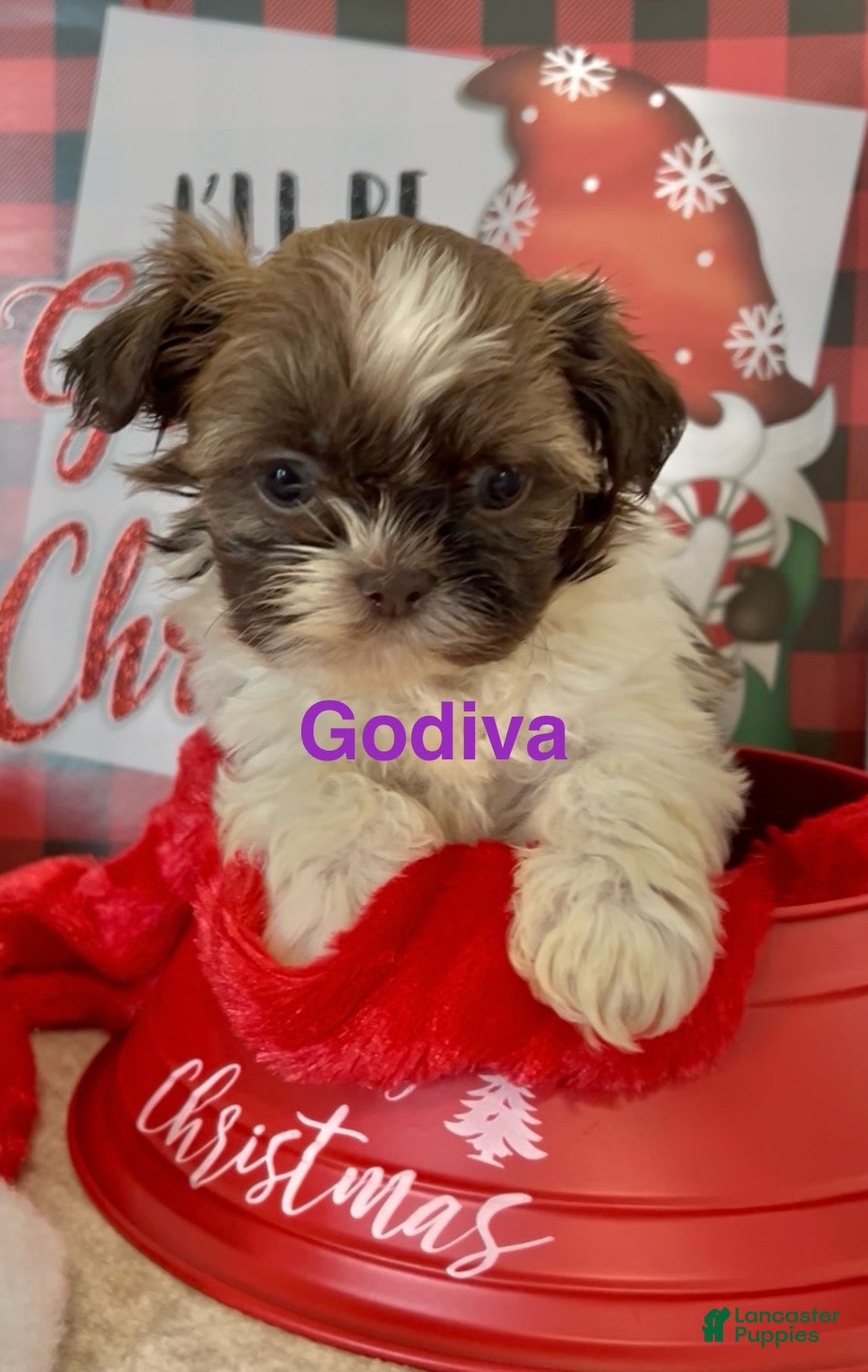 Shih Tzu dogs Shih Tzu Puppy 5 - Ad 4