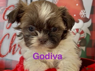 Shih Tzu dogs Shih Tzu Puppy 5 - Ad 5