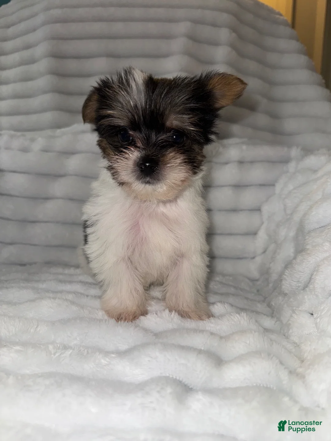 Yorkshire Terrier dogs for sale: Yorkshire Terrier 2 - Ad 6