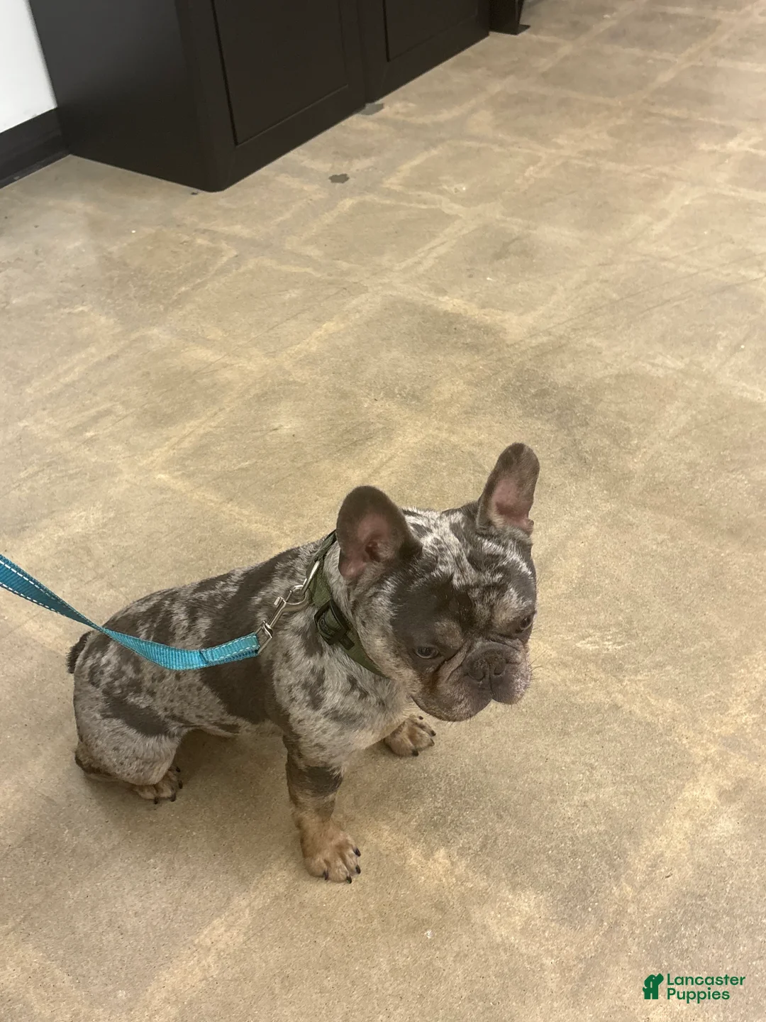 French Bulldog dogs for sale: French Bulldog 1 - Ad 6