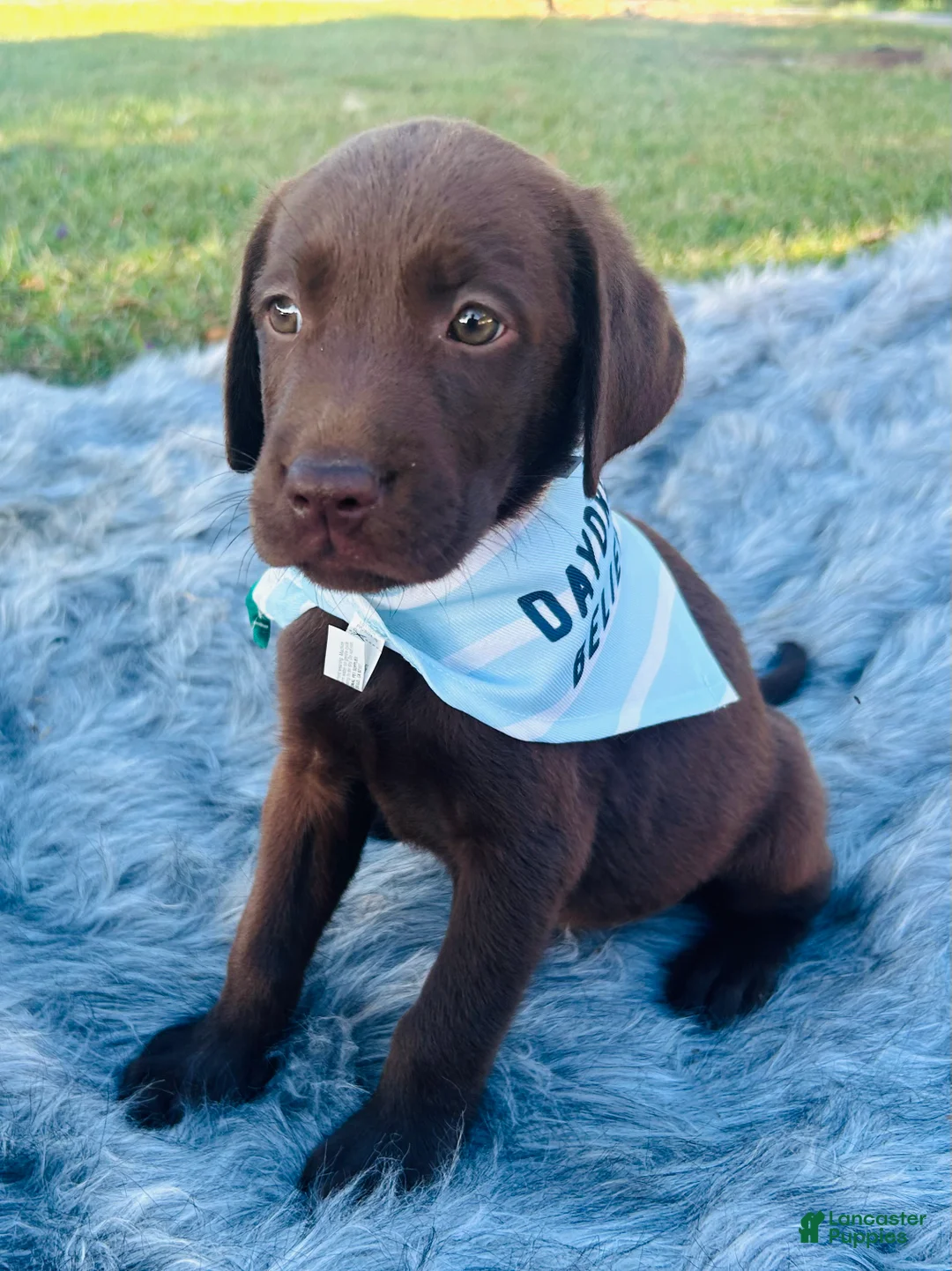 Labrador Retriever dogs for sale: Labrador Retriever purple  - Ad 2