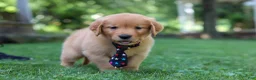 Golden Retriever dogs for sale: Benson - Ad 3