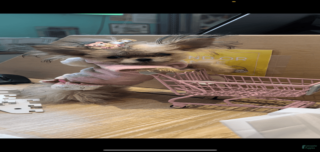 Gallery Image {{count}}